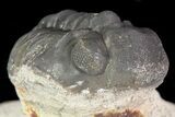 Bargain, Reedops Trilobite Fossil - Good Eye Facets #68654-2